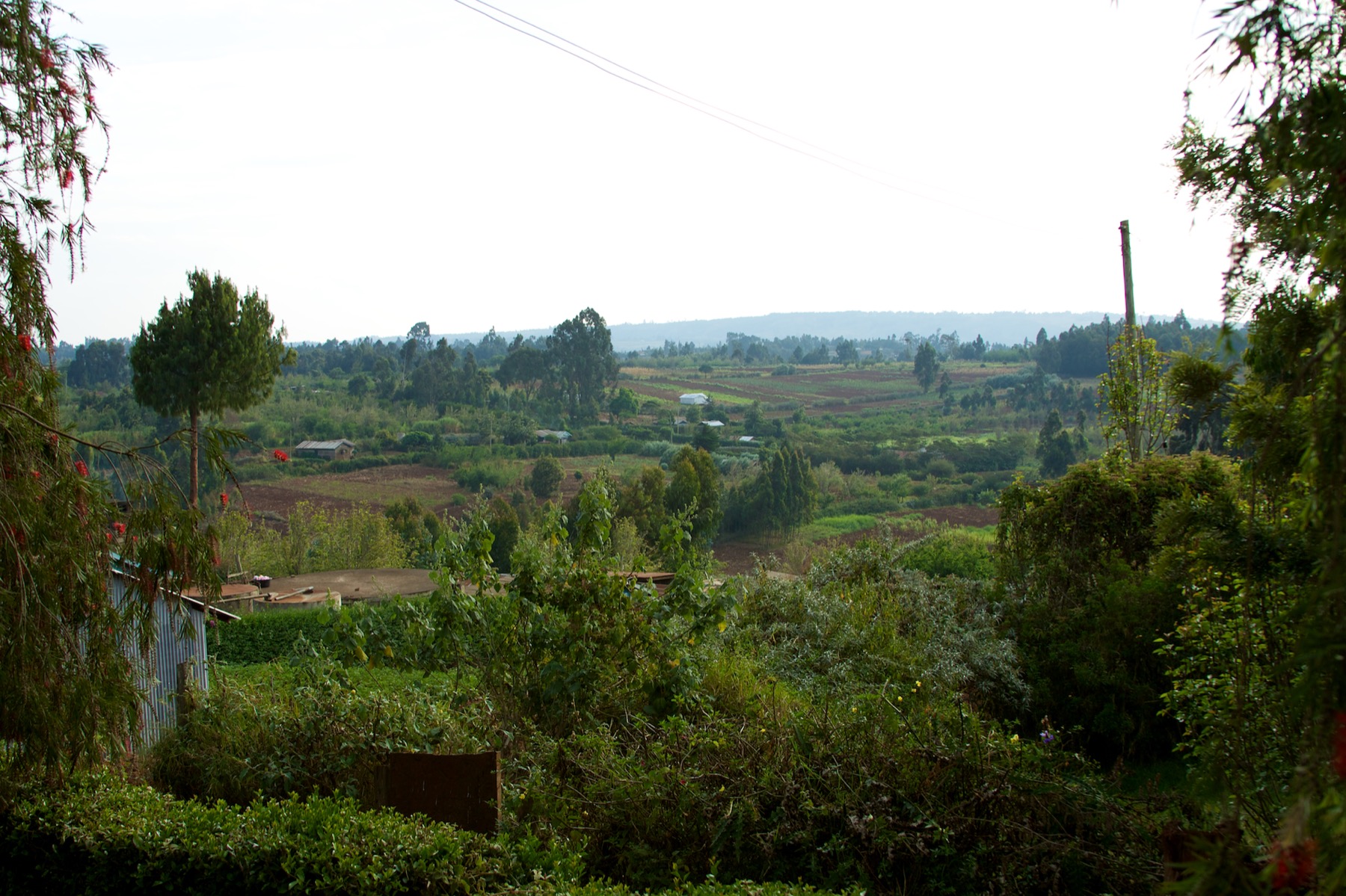 Green hillside farm plots in Limuru, Kiambu County, Kenya.